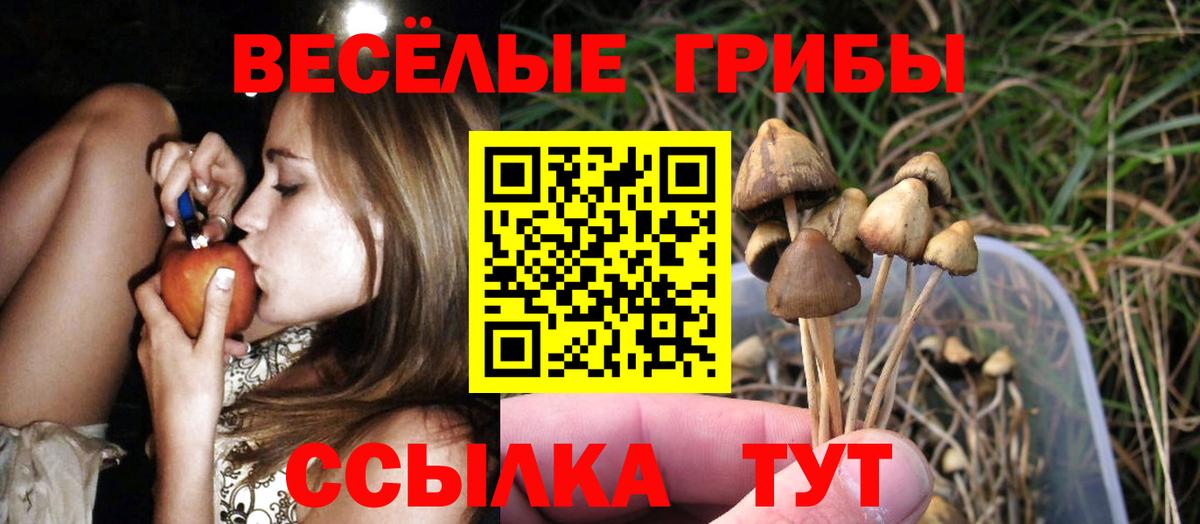 Будённовск  Галлюциногенные грибы Psilocybine cubensis  Вход с VPN 